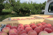 画像をギャラリービューアに読み込む, ピーチ専科ヤマシタ